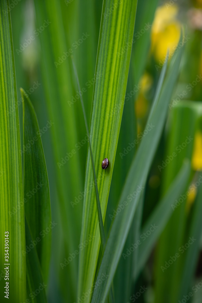 Green grass and a small snail. Green grass and a small snail.