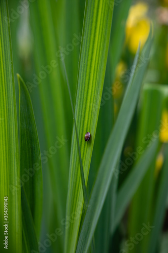 Green grass and a small snail.
