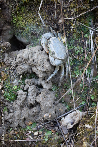 Italian freshwater crab (Potamon fluviatile) photo