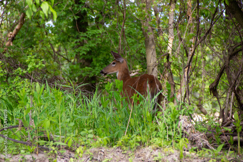 red deer in the woods