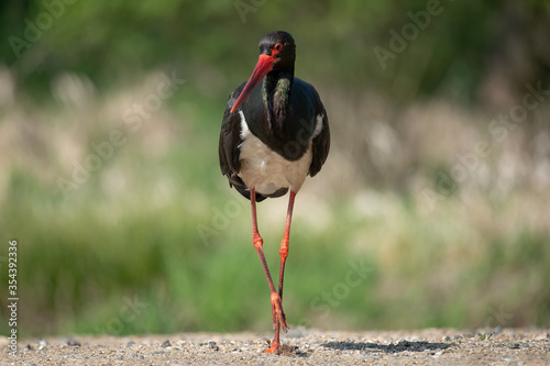 Black stork (Ciconia nigra), real wildlife