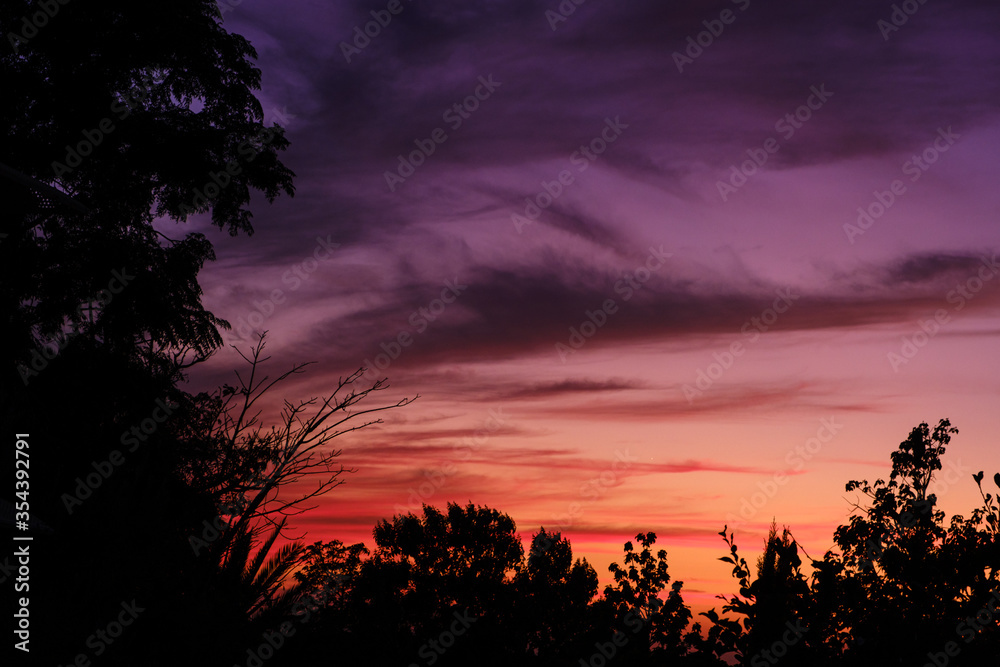 purple sunset over the forest
