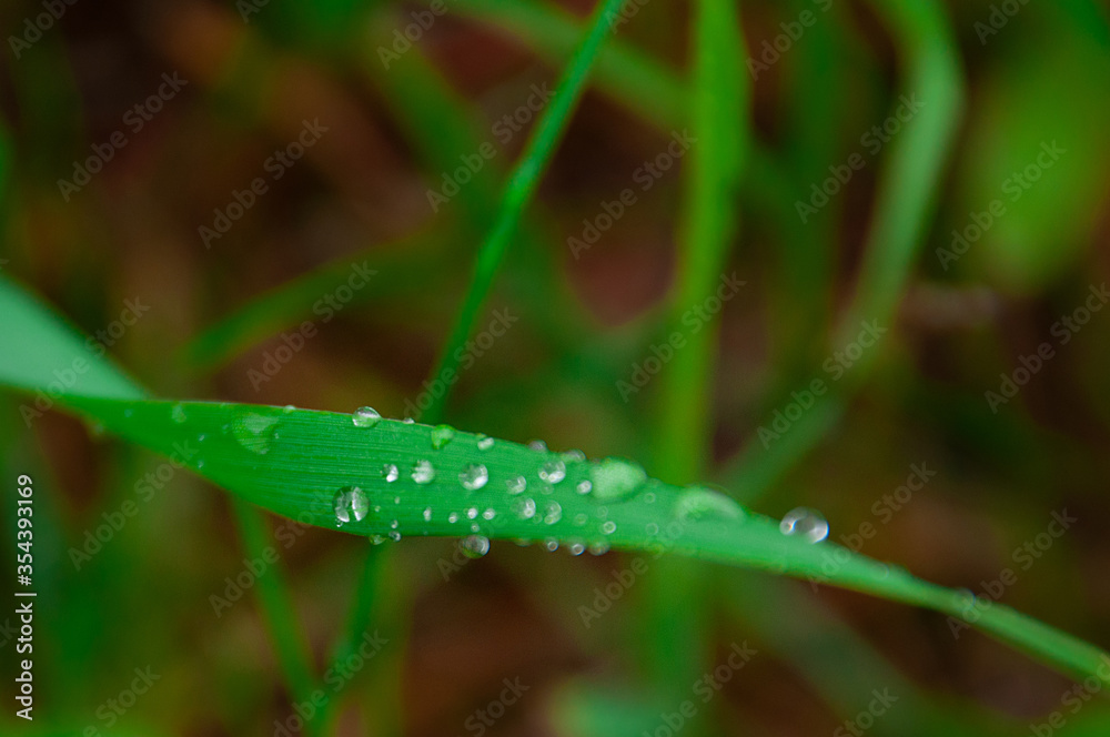 green fresh grass with drops of morning water dew after rain, nature background with raindrop, backdrop leaf plant closeup, flora macro 