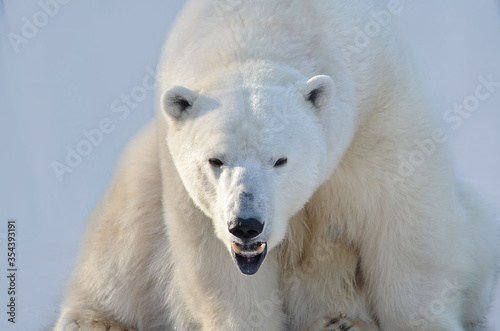 polar bear cub