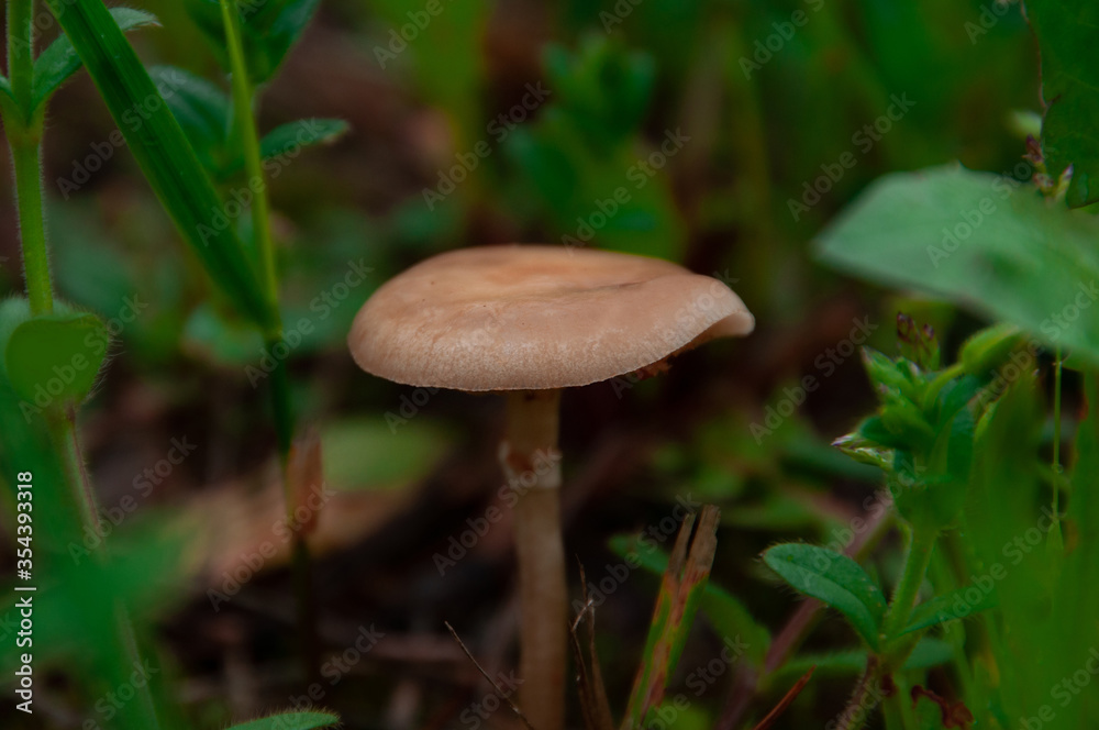 a small mushroom hat on a leg in the green foliage in the forest a small mushroom hat on a leg in the green foliage in the forest