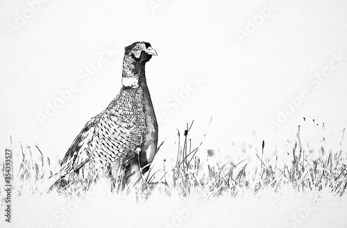 Ringneck Pheasant (Phasianus colchicus) sketch