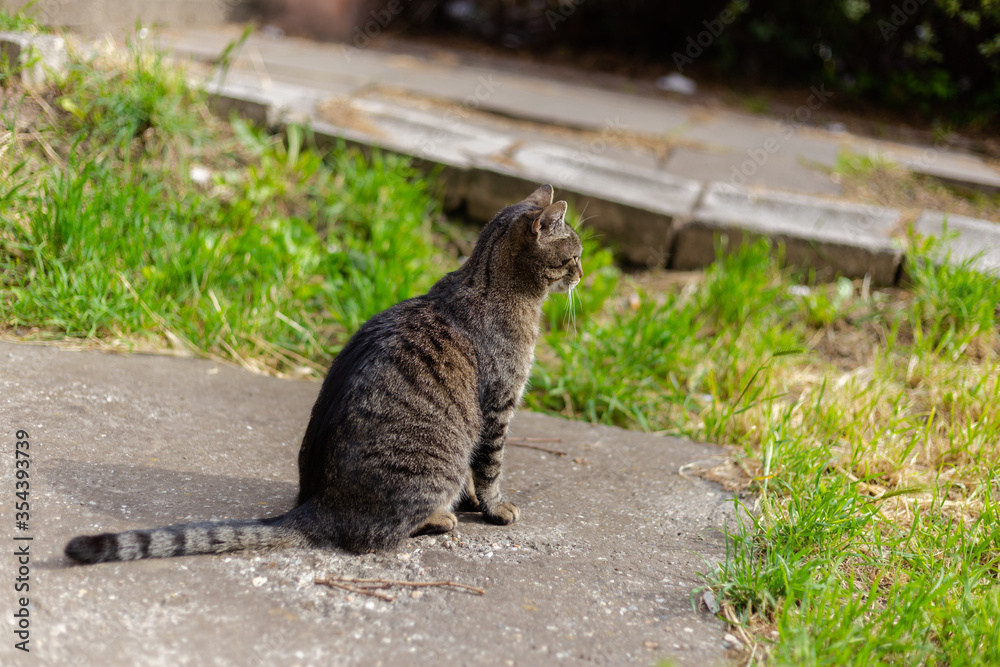 Beautiful tabby cat sitting in park and curiosly looking at something, side view shot Beautiful tabby cat sitting in park and curiosly looking at something, side view shot