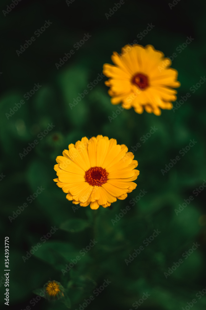 Two beautiful yellow flowers with a red middle on a dark green background Two beautiful yellow flowers with a red middle on a dark green background
