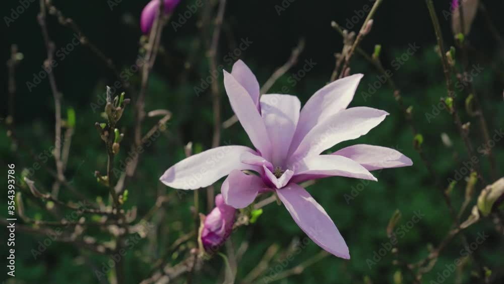 Beautiful pink Magnolia flower trembles in the wind in the spring. Beautiful pink Magnolia flower trembles in the wind in the spring.