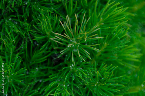 Coniferous trees in the spring. Young green bumps. Macro photo. Small details close-up. green coniferous leaves in the spring. Spring background in a pine forest 