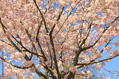 Fototapeta Blooming tree Prunus subhirtella 'Autumnalis Rosea