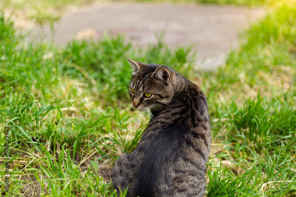 Beautiful tabby cat sitting in park and curiosly looking at something, shot from the back. Beautiful tabby cat sitting in park and curiosly looking at something, shot from the back.