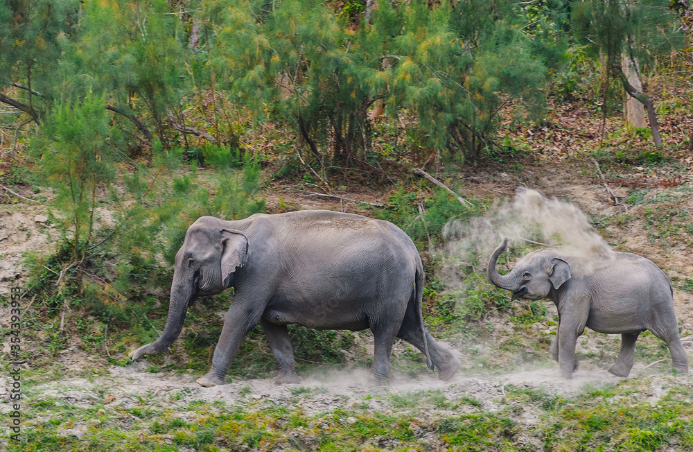 Elephant and baby elephant running between bushes