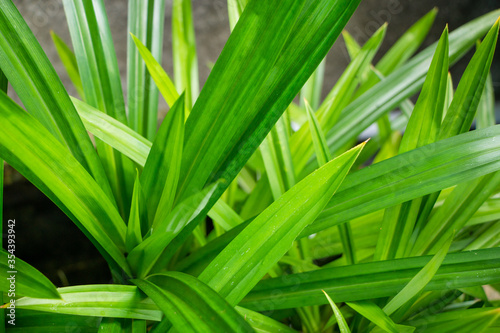 fresh green pandan leaf 