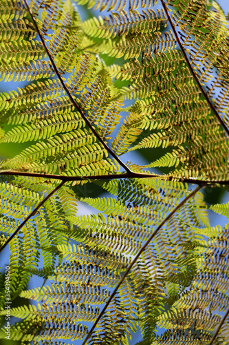 green leaf texture photo