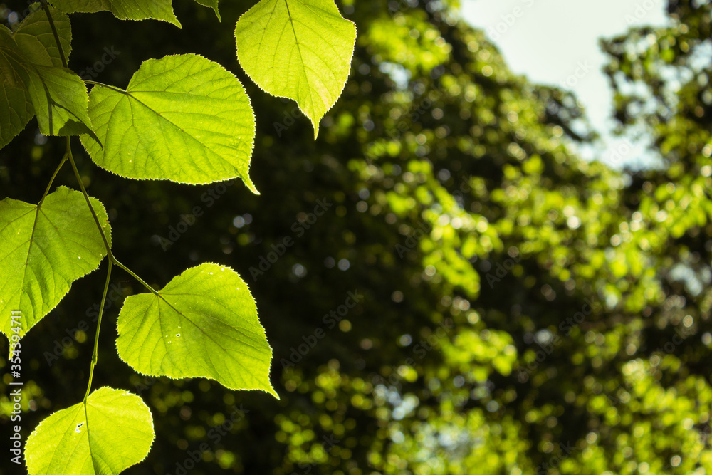 Close up of green leaves with blurred trees in background Close up of green leaves with blurred trees in background