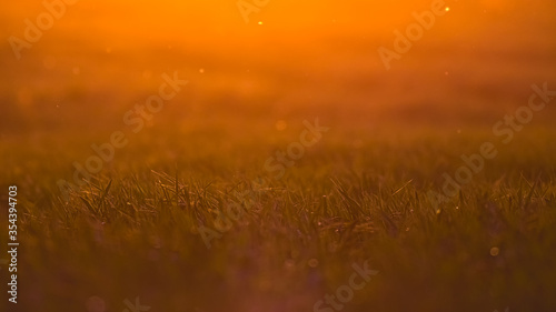 Grass back-lit by the evening sun on the edge of a meadow. © lukjonis