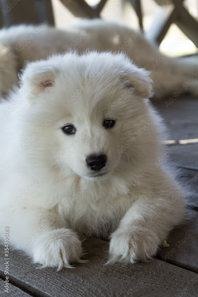 White furry puppy looking sitting on the floor
