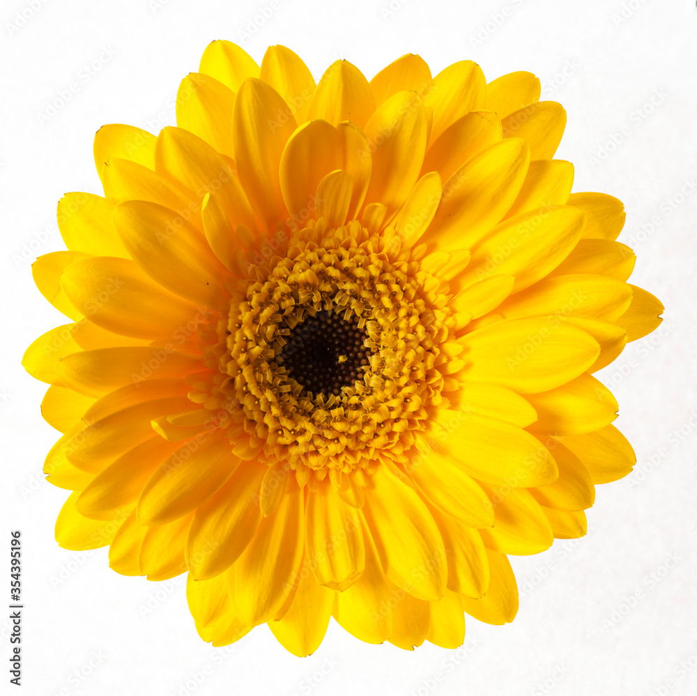 Fototapeta premium Yellow gerbera flower isolated on white background. focus stacking