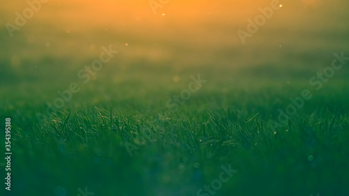 Grass back-lit by the evening sun on the edge of a meadow.