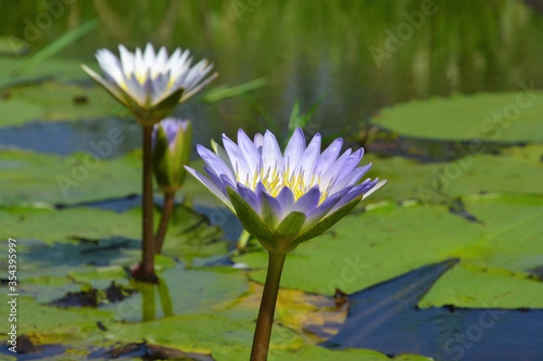 Blooming water lily flowers  large leaves lying on the surface  Okavango delta  Moremi Game Reserve  Botsvana  Africa.