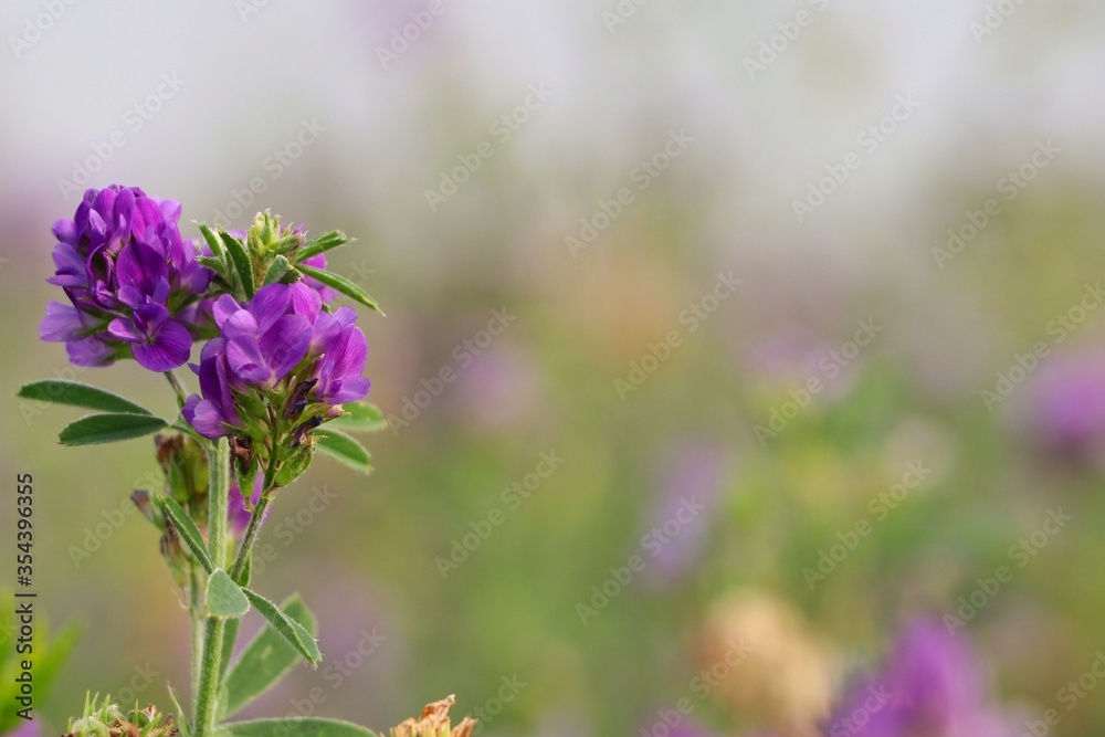 Purple flowers, clover flowers (Omani clover). Purple flowers, clover flowers (Omani clover).