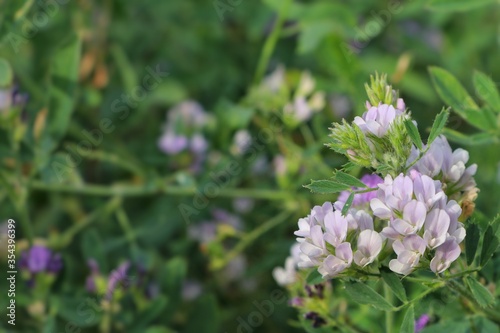 Purple flowers, clover flowers (Omani clover). 