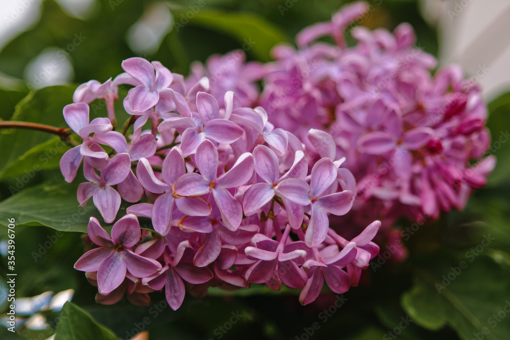 bunch of lilacs on the background of leaves bunch of lilacs on the background of leaves