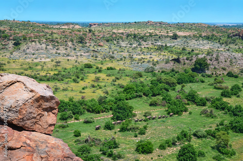 Landscape with herd of elephants, adults and cubs walking along elephant path, view from rock in Mapungubwe National Park, South Africa