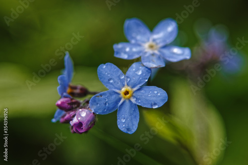 Wallpaper Mural forget-me-not flowers with drops of rain on the petals Torontodigital.ca