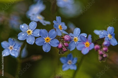 forget-me-not flowers with drops of rain on the petals