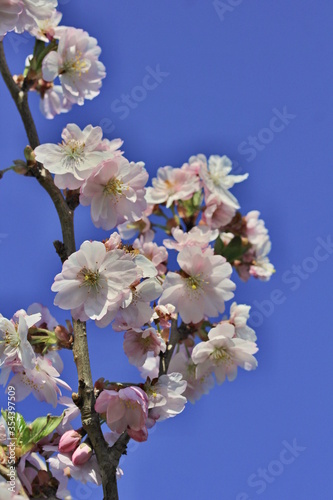 Blooming tree "Prunus 'Accolade"