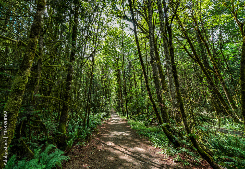 Obraz premium path in the forest