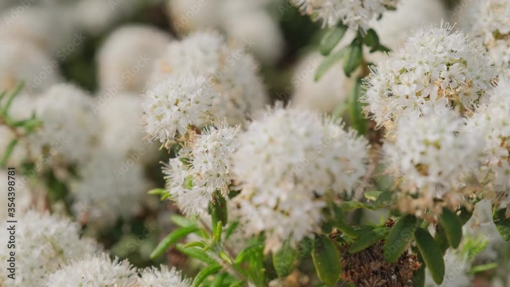 A beautiful flowering Ledum marsh with white flowers sways in the spring wind close up. A beautiful flowering Ledum marsh with white flowers sways in the spring wind close up.