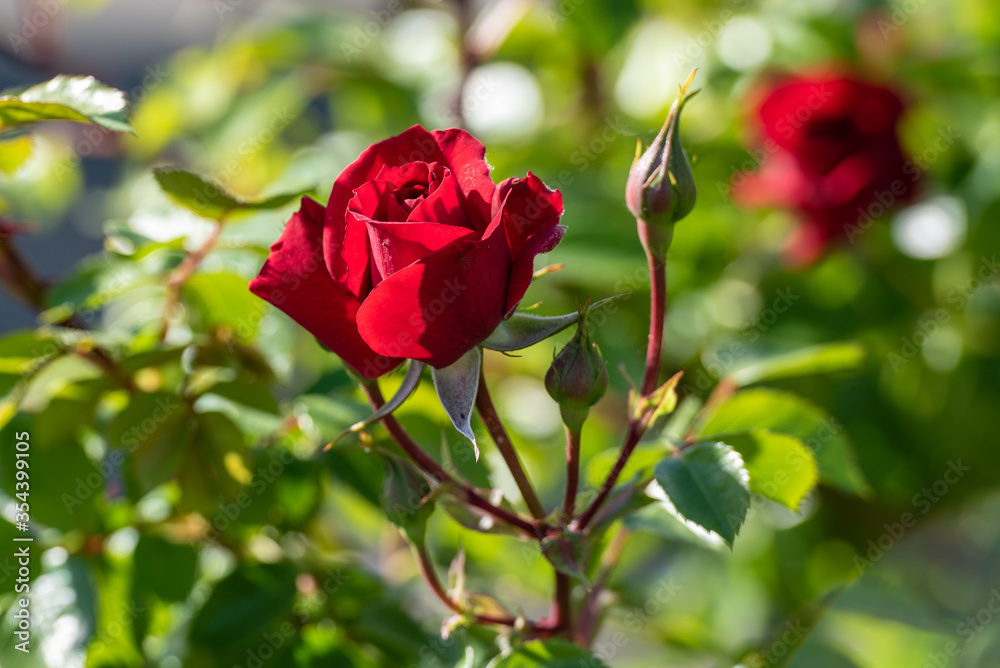 Wunderschöne rote Rose am Busch Wunderschöne rote Rose am Busch