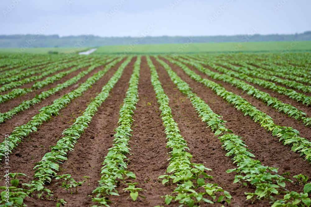 Sunflower field, unripe