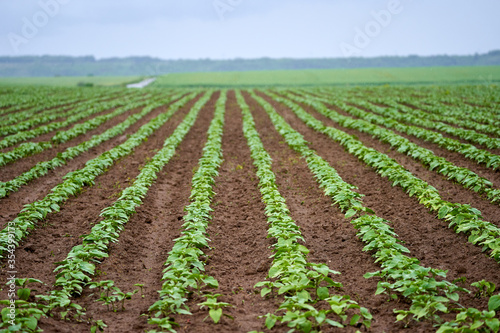 Sunflower field, unripe