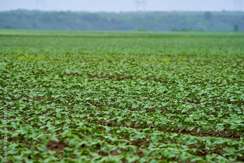 Sunflower field, unripe Sunflower field, unripe