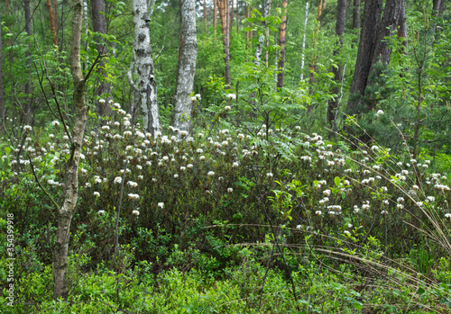 Fototapeta Naklejka Na Ścianę i Meble -  Kwitnące krzewy Bagna zwyczajnego (Rhododendron tomentosum Harmaja)  gatunek rośliny chronionej z rodziny wrzosowatych na śródleśnych mokradłach