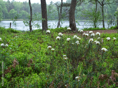 Fototapeta Naklejka Na Ścianę i Meble -  Kwitnące krzewy Bagna zwyczajnego (Rhododendron tomentosum Harmaja)  gatunek rośliny chronionej z rodziny wrzosowatych na śródleśnych mokradłach