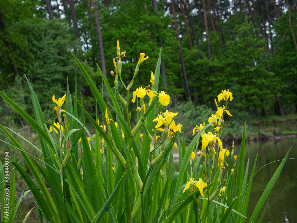 Kwitnący Kosaciec żółty, irys (Iris pseudacorus L.) na śródleśnym stawie - obrazy, fototapety, plakaty 