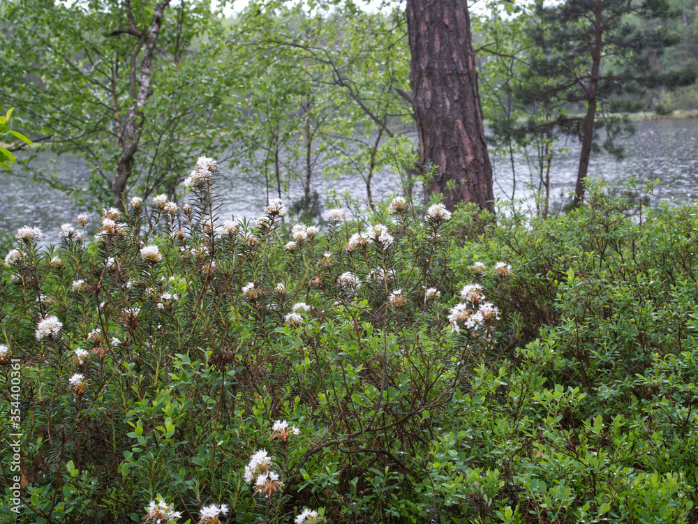 Φωτογραφία Kwitnące krzewy Bagna zwyczajnego (Rhododendron tomentosum Harmaja)  gatunek roś