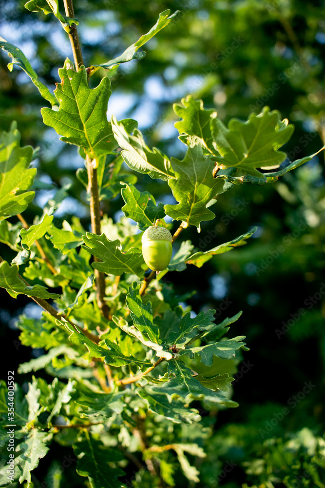 Bellota verde sin madurar colgando de árbol 