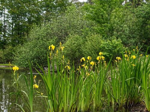 Kwitnący Kosaciec żółty, irys (Iris pseudacorus L.) na śródleśnym stawie