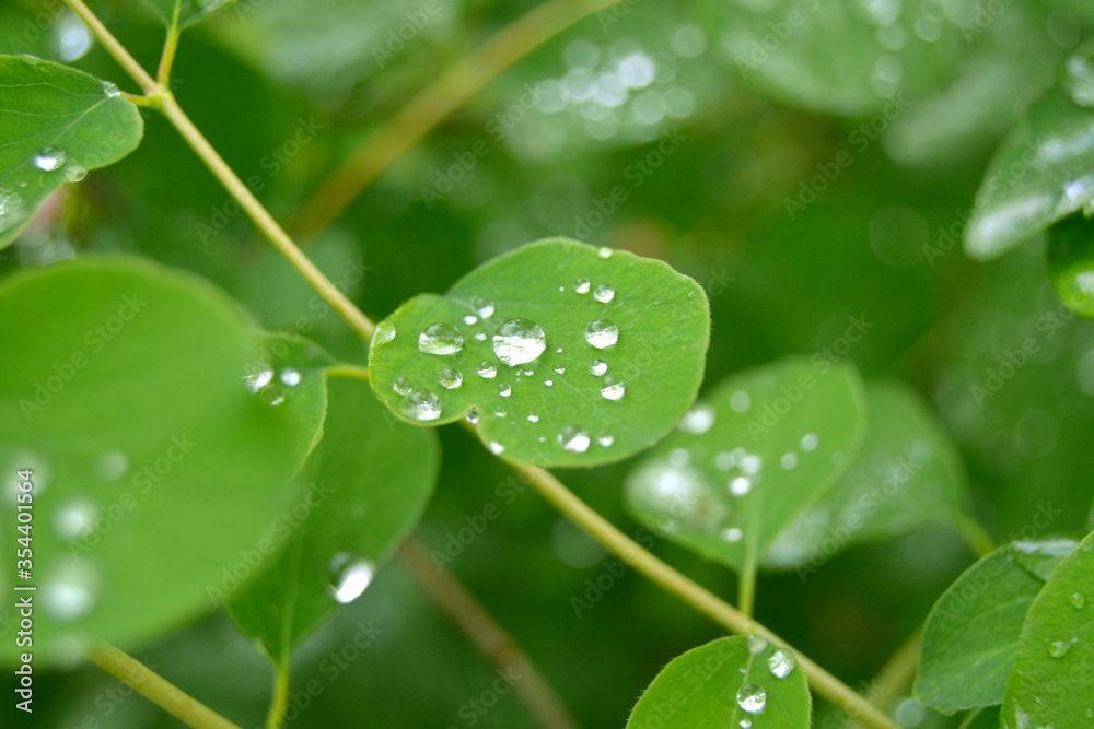 water drops on a leaf water drops on a leaf