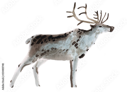 Handwork watercolor illustration of a deer