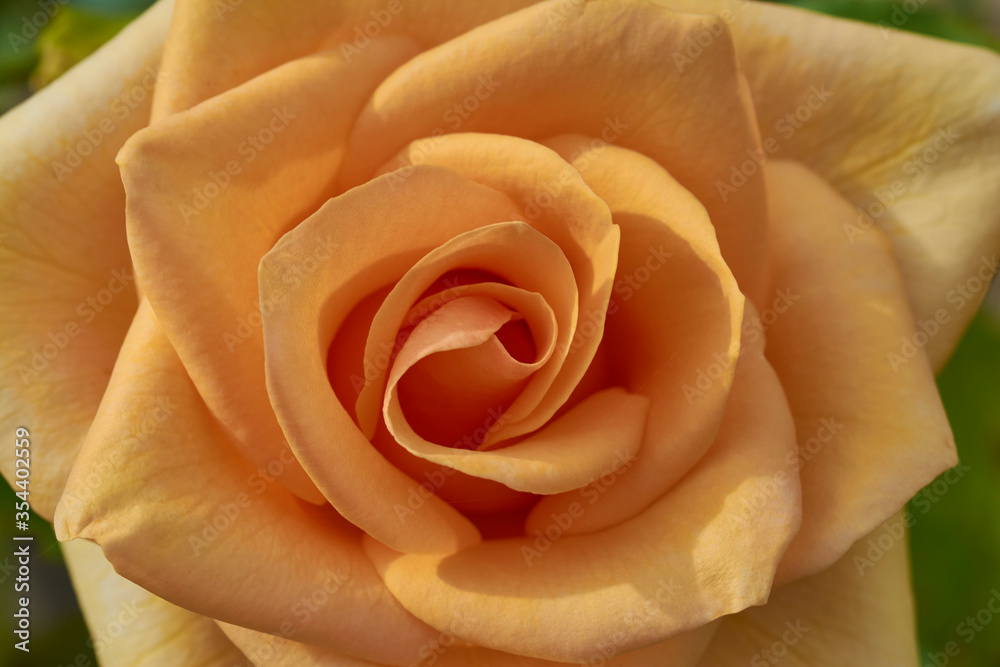 Close view of a yellow rose Close view of a yellow rose