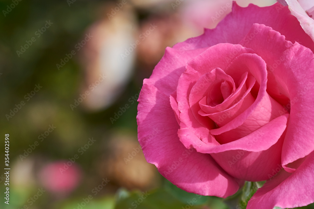 Pink rose in the right side with a blurred background Pink rose in the right side with a blurred background