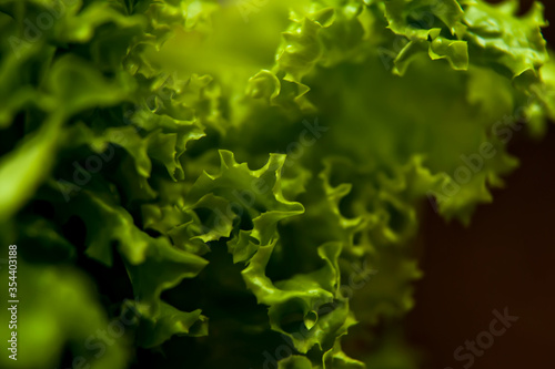 Lettuce leaves on a dark background macro photography