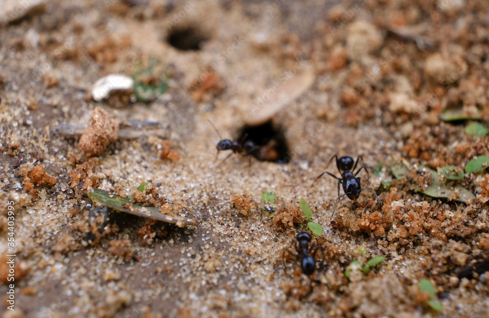 ants going in and out of their colony